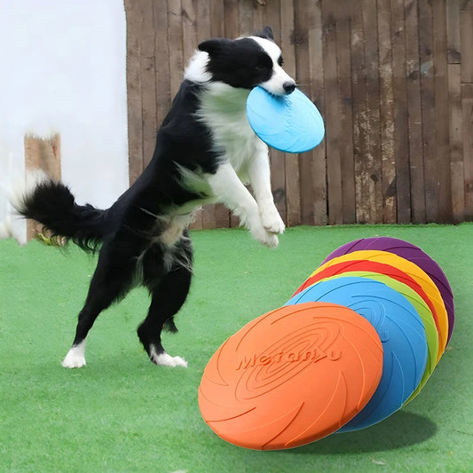 Hunde Frisbee